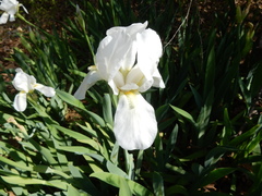 Iris albicans