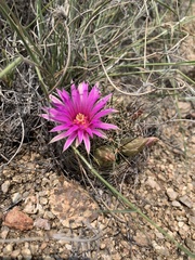 Mammillaria wrightii wrightii