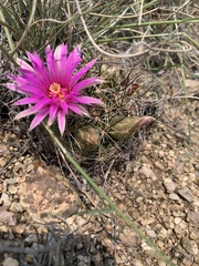 Mammillaria wrightii wrightii