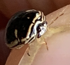 Coptosoma xanthogramma