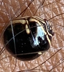 Coptosoma xanthogramma