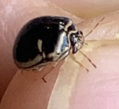 Coptosoma xanthogramma