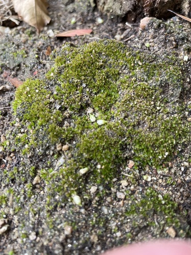 photo of Mosses (Bryophyta)