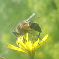 Eristalis similis