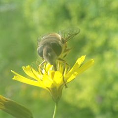 Eristalis similis