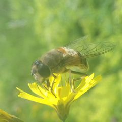 Eristalis similis
