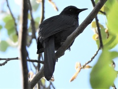 Melanotis caerulescens