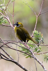 Pycnonotus penicillatus
