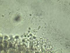 Lyophyllum fuligineum