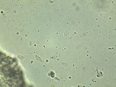 Lyophyllum fuligineum