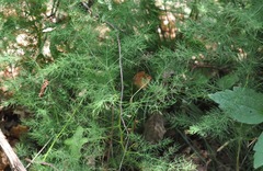 Asparagus tenuifolius