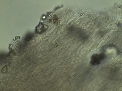 Lyophyllum fuligineum