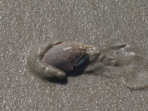 Atlantic Sand Crab, photo 5 of 10