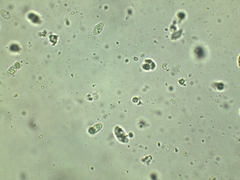 Lyophyllum fuligineum