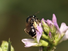 Taeniandrena