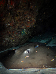 Pateobatis jenkinsii