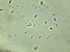 Lyophyllum fuligineum