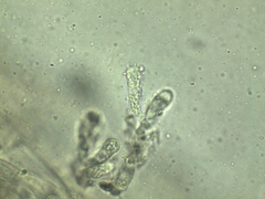 Lyophyllum fuligineum