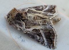 Autographa flagellum