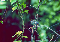 Pterorhinus treacheri