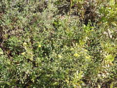 Potentilla inclinata