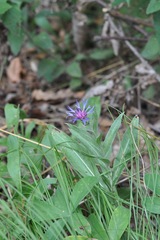 Centaurea triumfettii