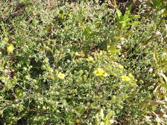 Potentilla inclinata