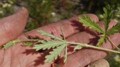Potentilla inclinata