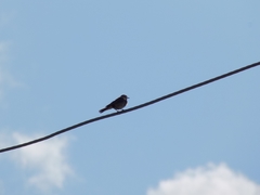 Phoenicurus phoenicurus