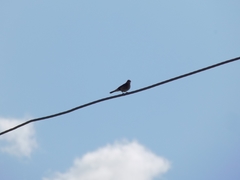 Phoenicurus phoenicurus