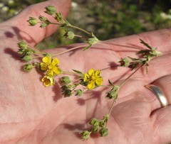 Potentilla inclinata