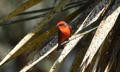 Pyrocephalus rubinus