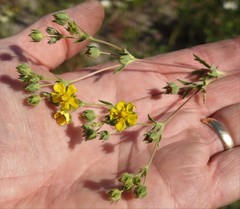 Potentilla inclinata