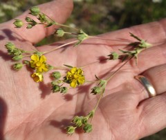 Potentilla inclinata
