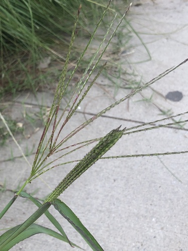 photo of Crabgrasses, Cottontops, And Allies (Digitaria)
