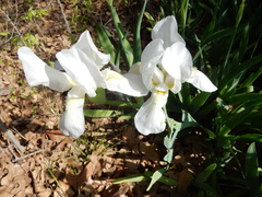 Iris albicans