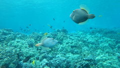 Cantherhines dumerilii