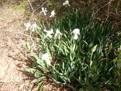 Iris albicans