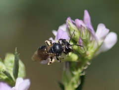 Taeniandrena