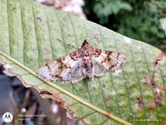 Azochis rufidiscalis