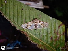 Azochis rufidiscalis