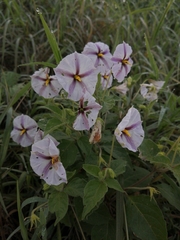 Lycianthes moziniana