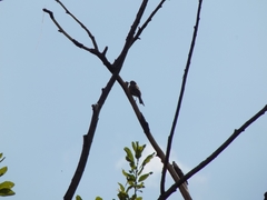Emberiza citrinella