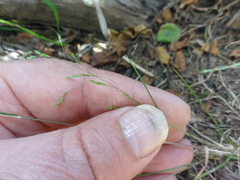 Poa matthewsii