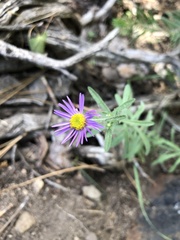 Erigeron breweri