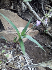 Thyrsanthemum floribundum