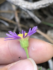 Erigeron breweri
