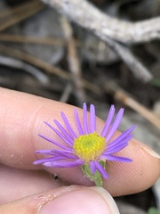 Erigeron breweri