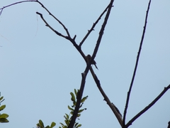 Emberiza citrinella