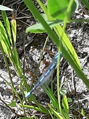 Enallagma cyathigerum